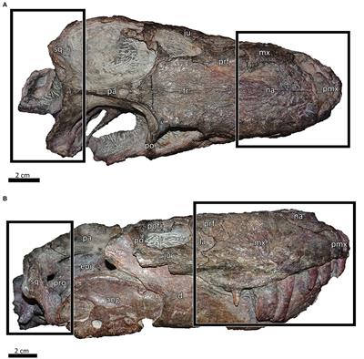 Novel Endocranial Data on the Early Therocephalian Lycosuchus vanderrieti Underpin High Character Variability in Early Theriodont Evolution